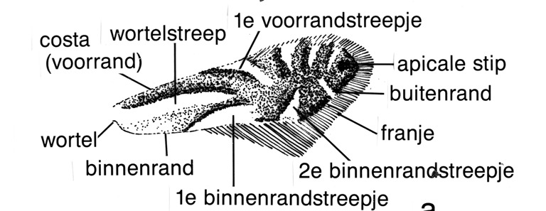 Voorvleugel van Phyllonorycter rajella (Gracillariidae).